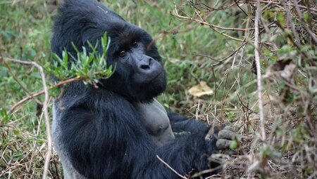 Uganda, Ruanda – Gorilla-Tracking und Ruwenzori-Gebirge