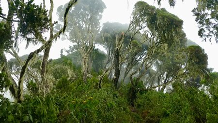 Uganda, Ruanda – Gorilla-Tracking und Ruwenzori-Gebirge