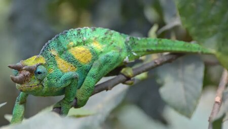 Uganda, Ruanda – Gorilla-Tracking und Ruwenzori-Gebirge