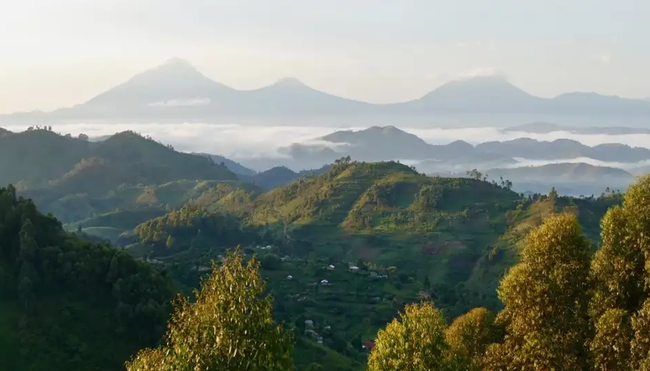 Uganda, Ruanda – Gorilla-Tracking und Ruwenzori-Gebirge