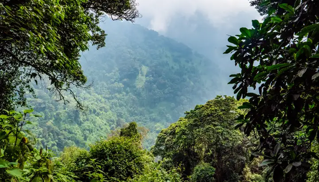 Uganda, Ruanda – Gorilla-Tracking und Ruwenzori-Gebirge