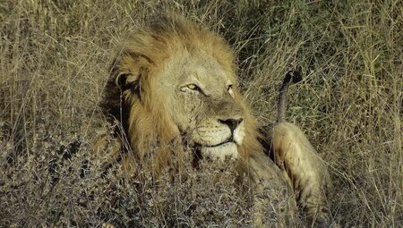 Südafrika - Durch Königreiche nach Kapstadt