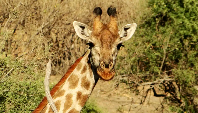 Südafrika – Durch Königreiche nach Kapstadt