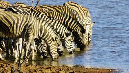 Südafrika – Durch Königreiche nach Kapstadt
