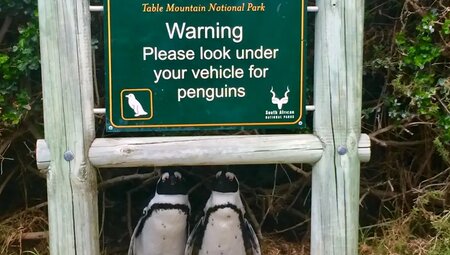 Südafrika – Durch Königreiche nach Kapstadt