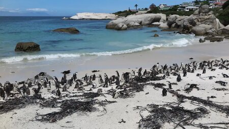 Südafrika – Überquerung der Drakensberge & Safari