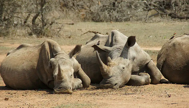 Südafrika – Drakensberge & Safari im Nordosten