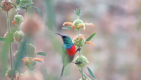Südafrika – Drakensberge & Safari im Nordosten