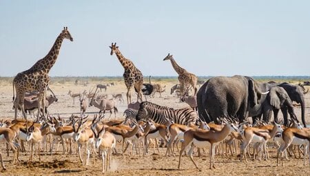 Südliches Afrika – Camping-Safari im Outback Afrikas