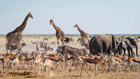 Angola, Namibia – Allradsafari im Südwesten Afrikas