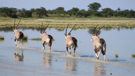 Botswana mit Egmont Strigl – Das grüne Herz der Kalahari