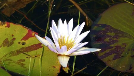 Botswana mit Egmont Strigl – Das grüne Herz der Kalahari