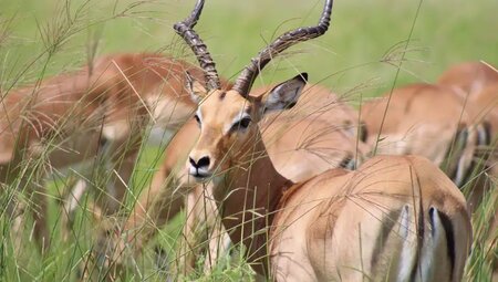 Botswana mit Egmont Strigl – Das grüne Herz der Kalahari