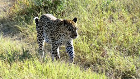 Botswana mit Egmont Strigl – Das grüne Herz der Kalahari