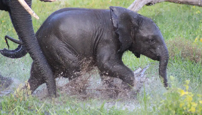 Botswana mit Egmont Strigl – Das grüne Herz der Kalahari