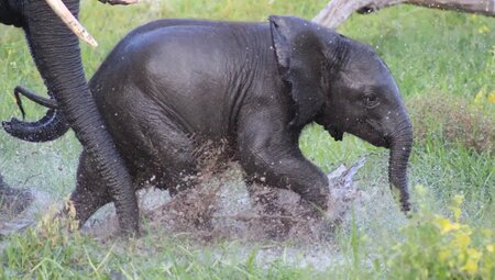Botswana mit Egmont Strigl – Das grüne Herz der Kalahari