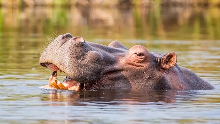 Botswana, Simbabwe – Okavango Delta, Big Five & Victoriafälle