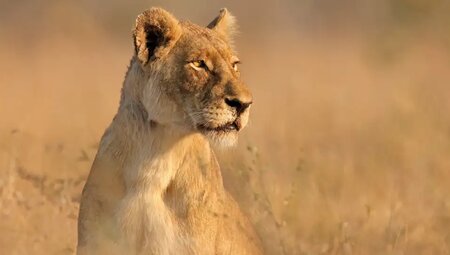 Botswana, Simbabwe – Okavango Delta, Big Five & Victoriafälle