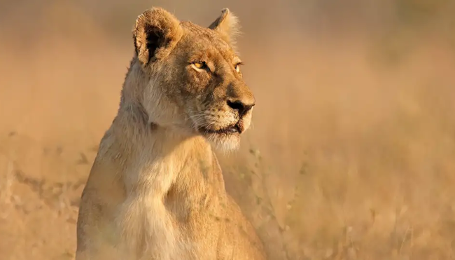 Malawi – Mulanje-Massiv, Safari & Lake Malawi