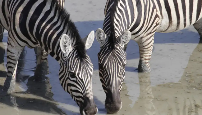 Namibia – Wüstenimpressionen und Tiervielfalt