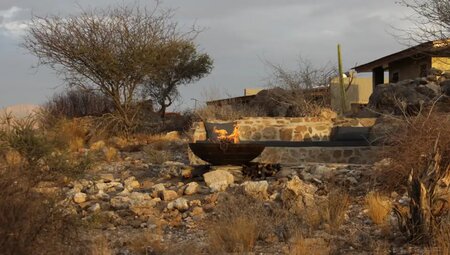 Namibia – Wüstenimpressionen und Tiervielfalt