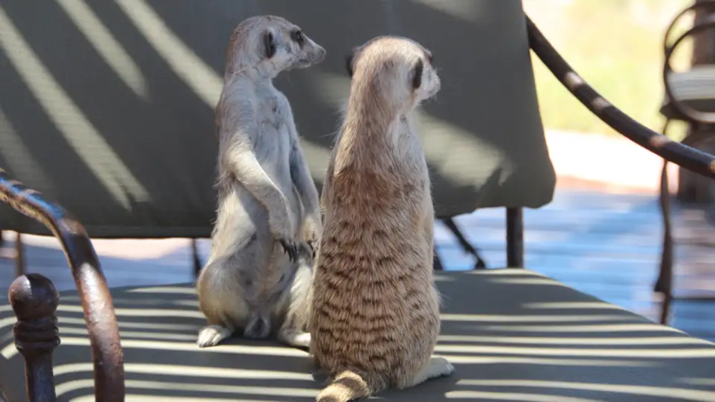 Namibia - Wüstenimpressionen und Tiervielfalt (Selfguided)