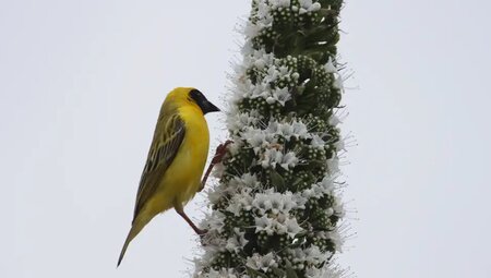 Namibia – Wüstenimpressionen und Tiervielfalt