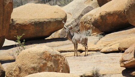Namibia – Wüstenimpressionen und Tiervielfalt