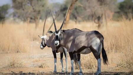 Namibia – Wandern durch die Wunderwelt der Wüsten