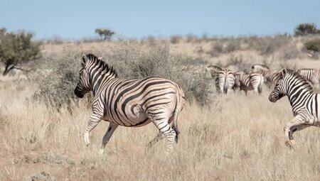 Namibia – Wandern durch die Wunderwelt der Wüsten