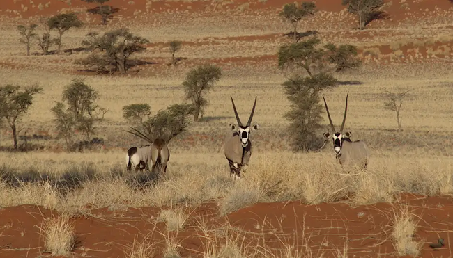 Namibia – Wandern durch die Wunderwelt der Wüsten