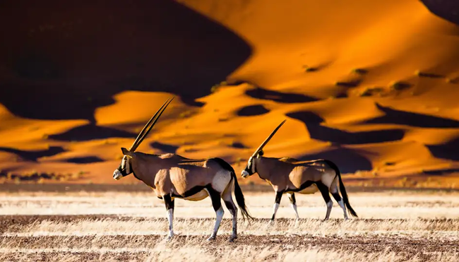 Namibia – Wandern durch die Wunderwelt der Wüsten