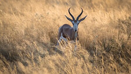 Namibia – Wandern durch die Wunderwelt der Wüsten