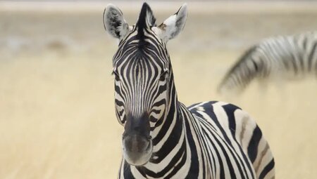 Namibia mit Egmont Strigl – Reise durch die Namib Wüste