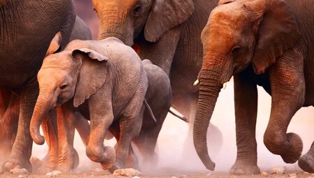 Namibia – Höhepunkte zwischen Kalahari und Namib