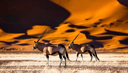 Namibia – Höhepunkte zwischen Kalahari und Namib
