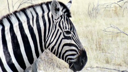 Namibia – Höhepunkte zwischen Kalahari und Namib