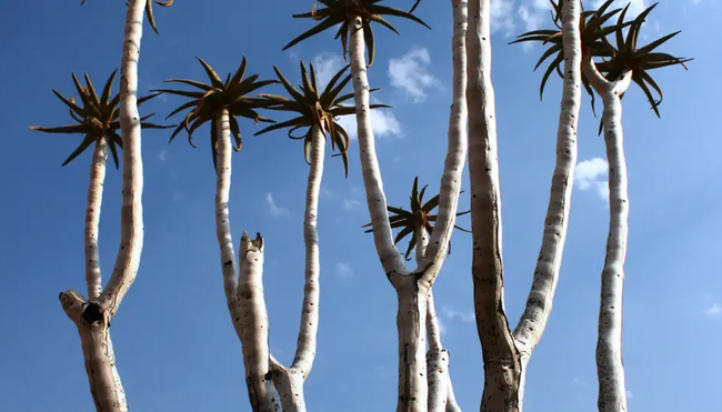 Namibia – Höhepunkte zwischen Kalahari und Namib
