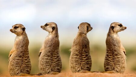 Namibia – Höhepunkte zwischen Kalahari und Namib