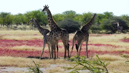 Namibia – Höhepunkte zwischen Kalahari und Namib