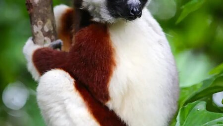 Madagaskar - Auf den Spuren der Lemuren