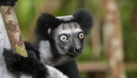 Madagaskar – Trekking durch die Wildnis