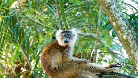 Madagaskar – Trekking durch die Wildnis