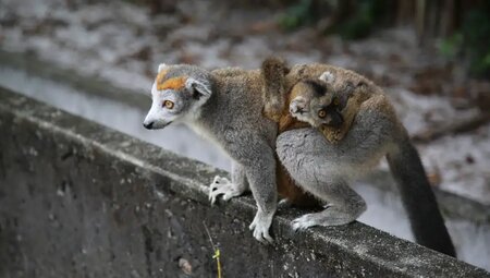 Madagaskar – Trekking durch die Wildnis