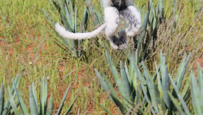 Madagaskar - Auf den Spuren der Lemuren