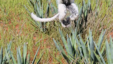 Madagaskar - Auf den Spuren der Lemuren