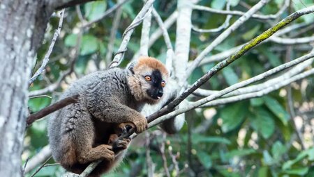 Madagaskar – Trekking durch die Wildnis