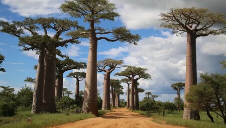 Madagaskar – Natur pur: Baobabs, Lemuren & Tsingy