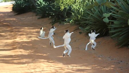 Madagaskar – Natur pur: Baobabs, Lemuren & Tsingy