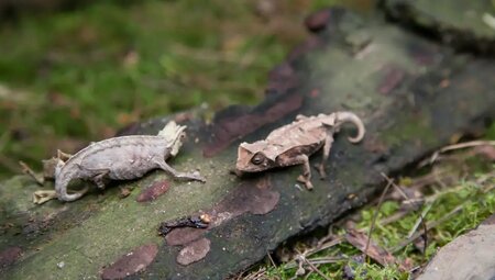Madagaskar – Natur pur: Baobabs, Lemuren & Tsingy